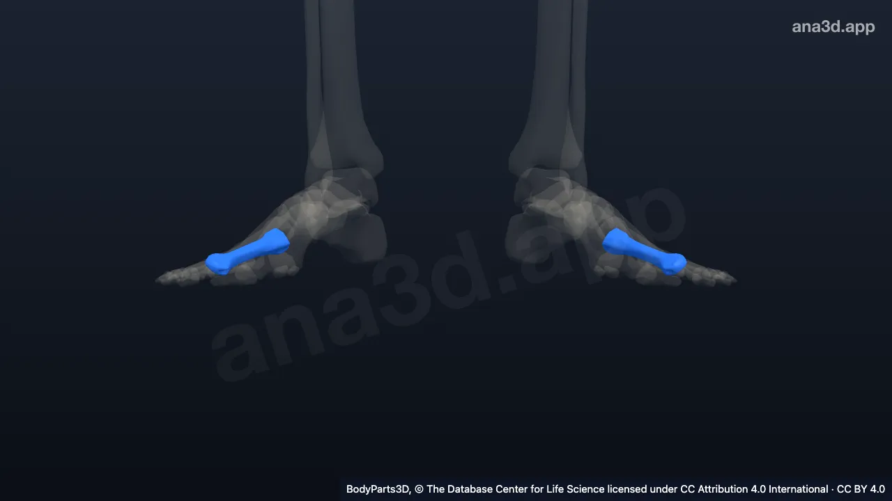3D model: fifth metatarsal bone