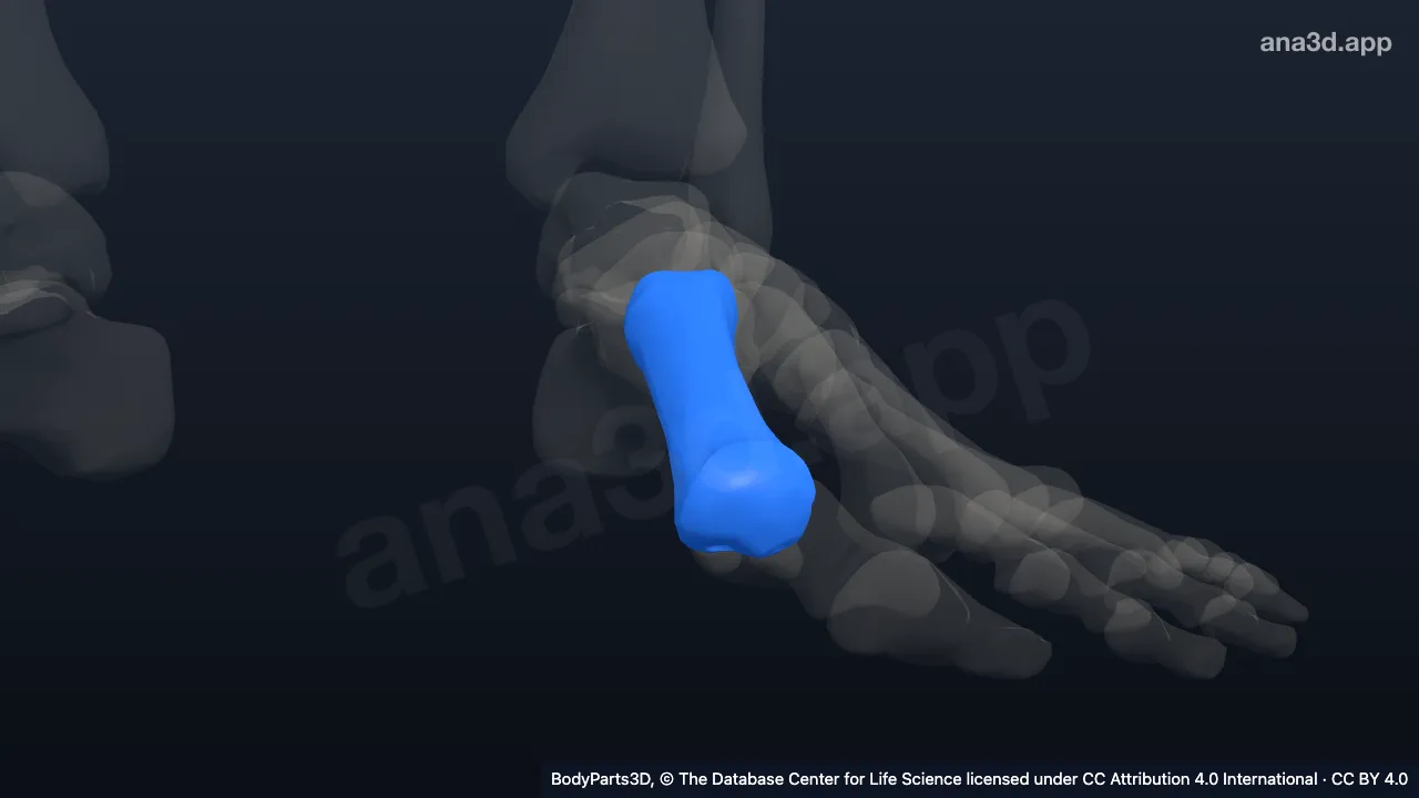 3D model: left first metatarsal bone