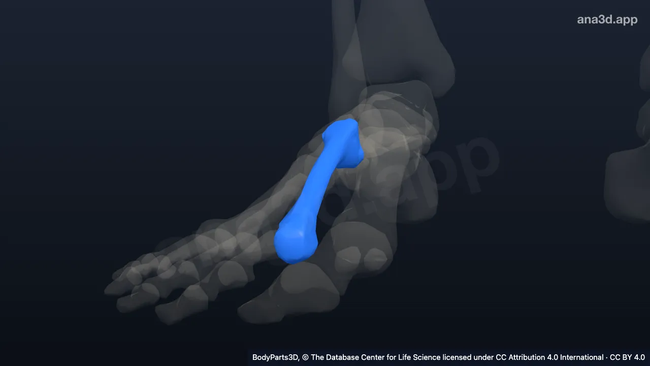 Model 3D: Tulang metatarsal ke-2 kanan