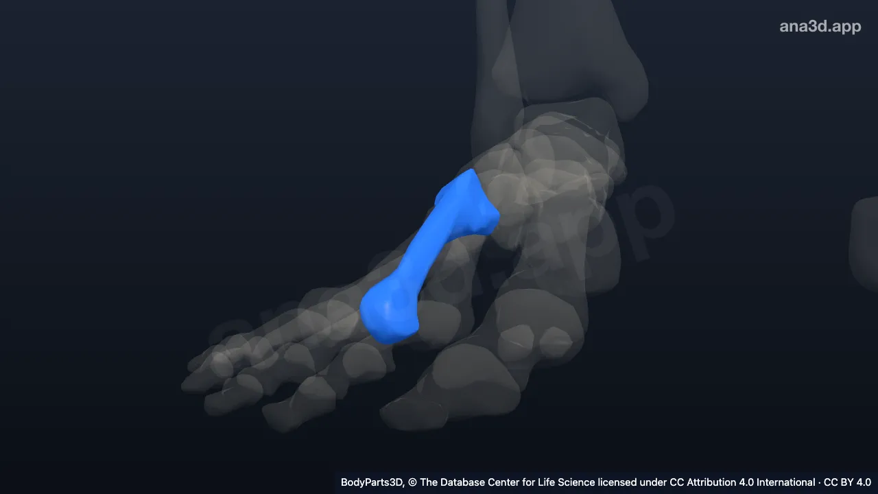 3D model: right third metatarsal bone