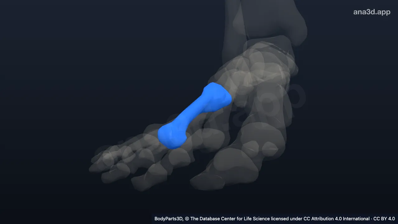 Model 3D: Tulang metatarsal ke-4 kanan