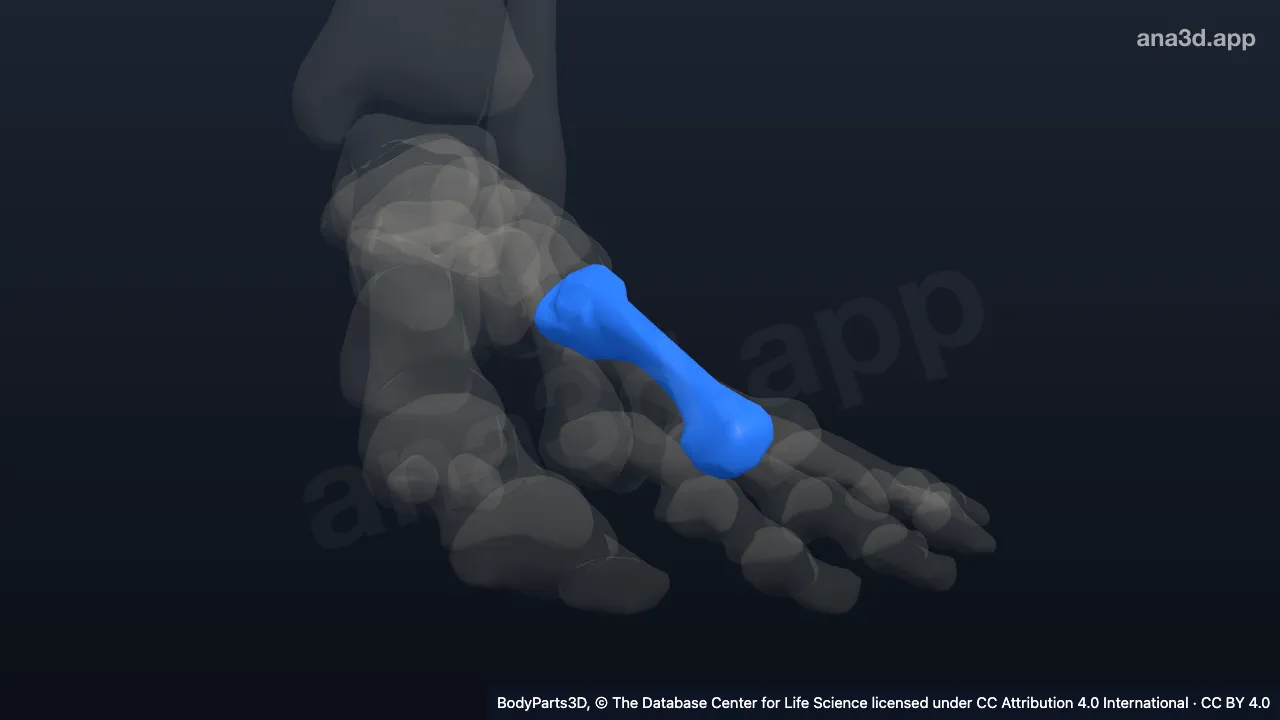Model 3D: Tulang metatarsal ke-4 kiri