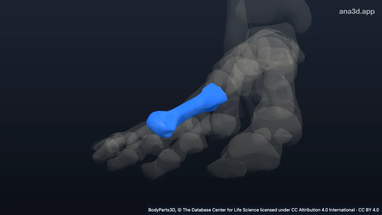 Modelo 3D: Quinto hueso metatarsiano derecho