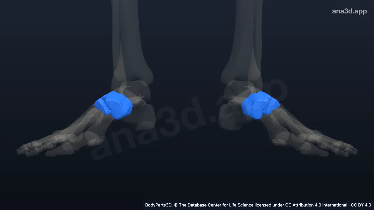 3D-Modell: Os cuneiforme