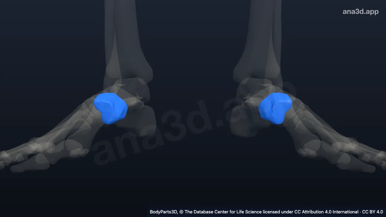 3D model: medial cuneiform bone
