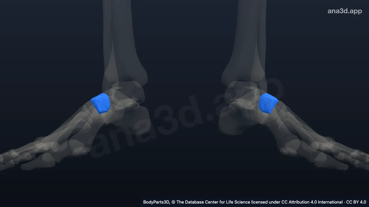 3D model: intermediate cuneiform bone