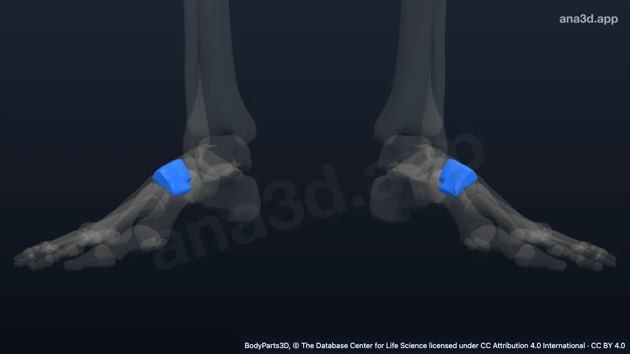 Modelo 3D: Hueso cuneiforme lateral