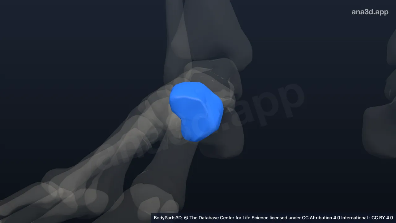 3D model: right medial cuneiform bone