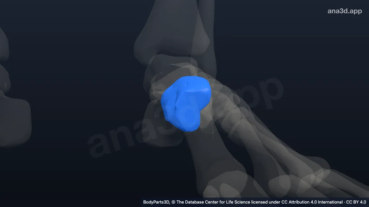 3D model: left medial cuneiform bone