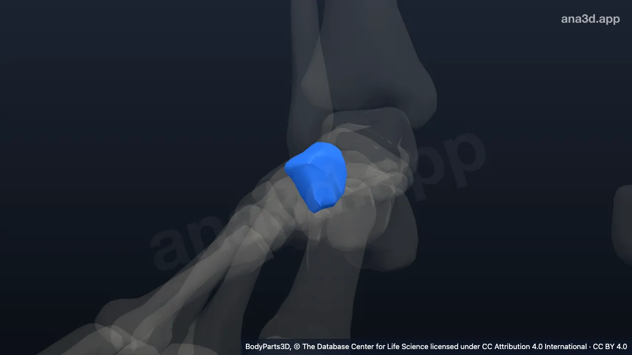 Modelo 3D: Hueso cuneiforme intermedio derecho
