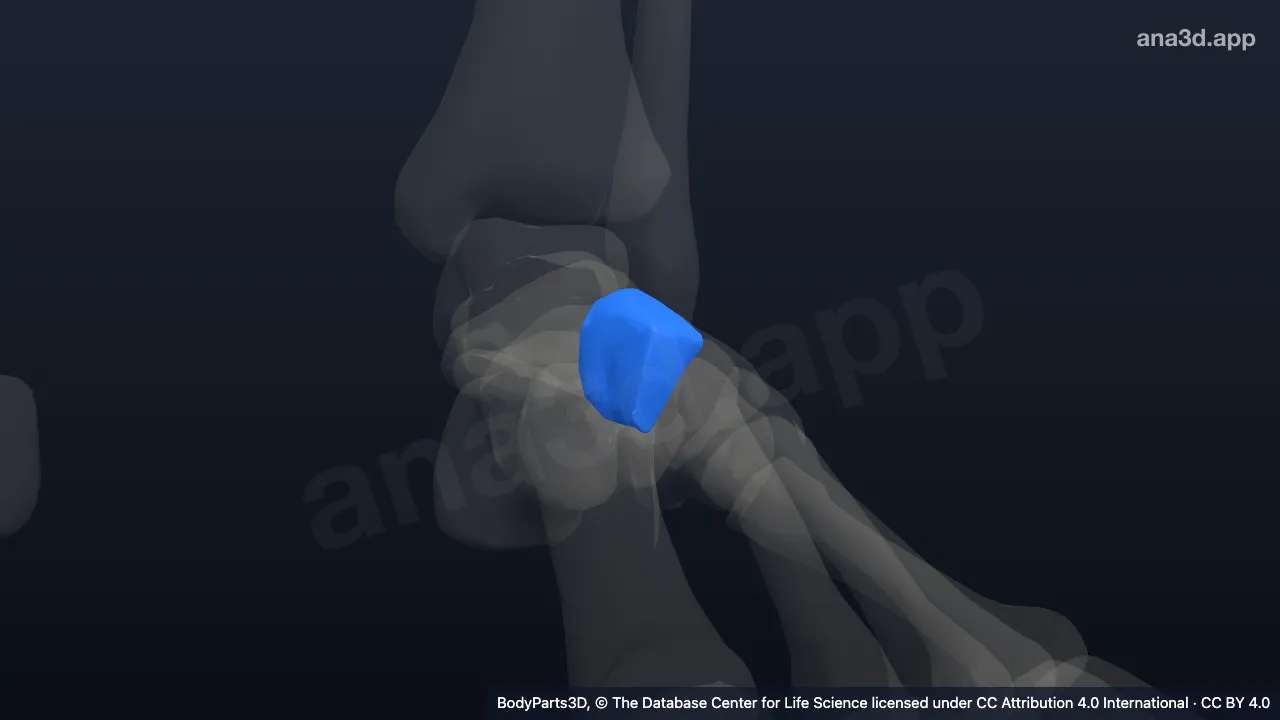 3D model: left intermediate cuneiform bone