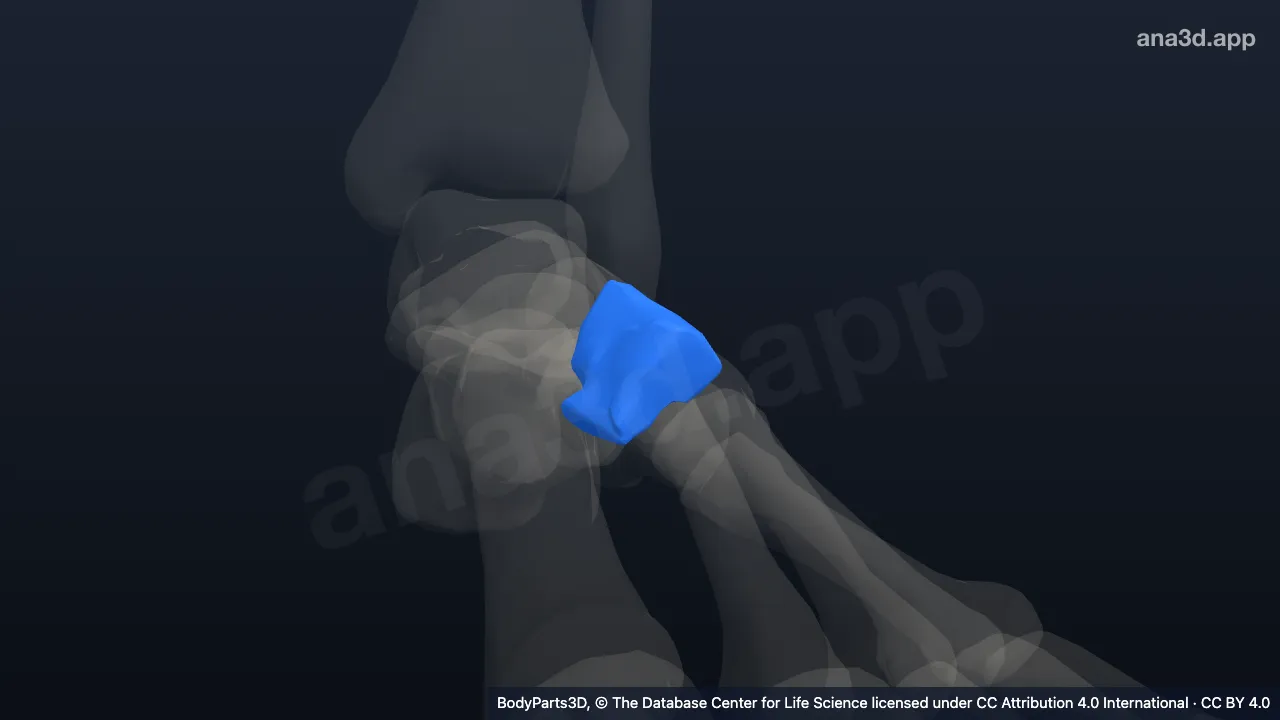 3D model: left lateral cuneiform bone
