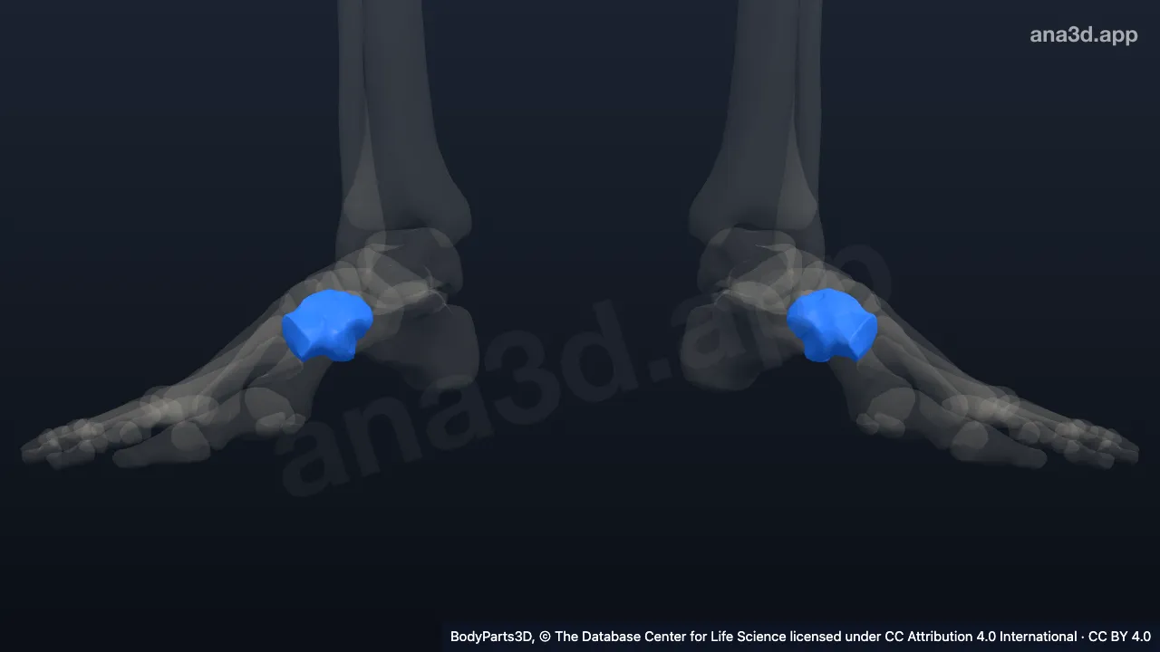 3D model: cuboid bone