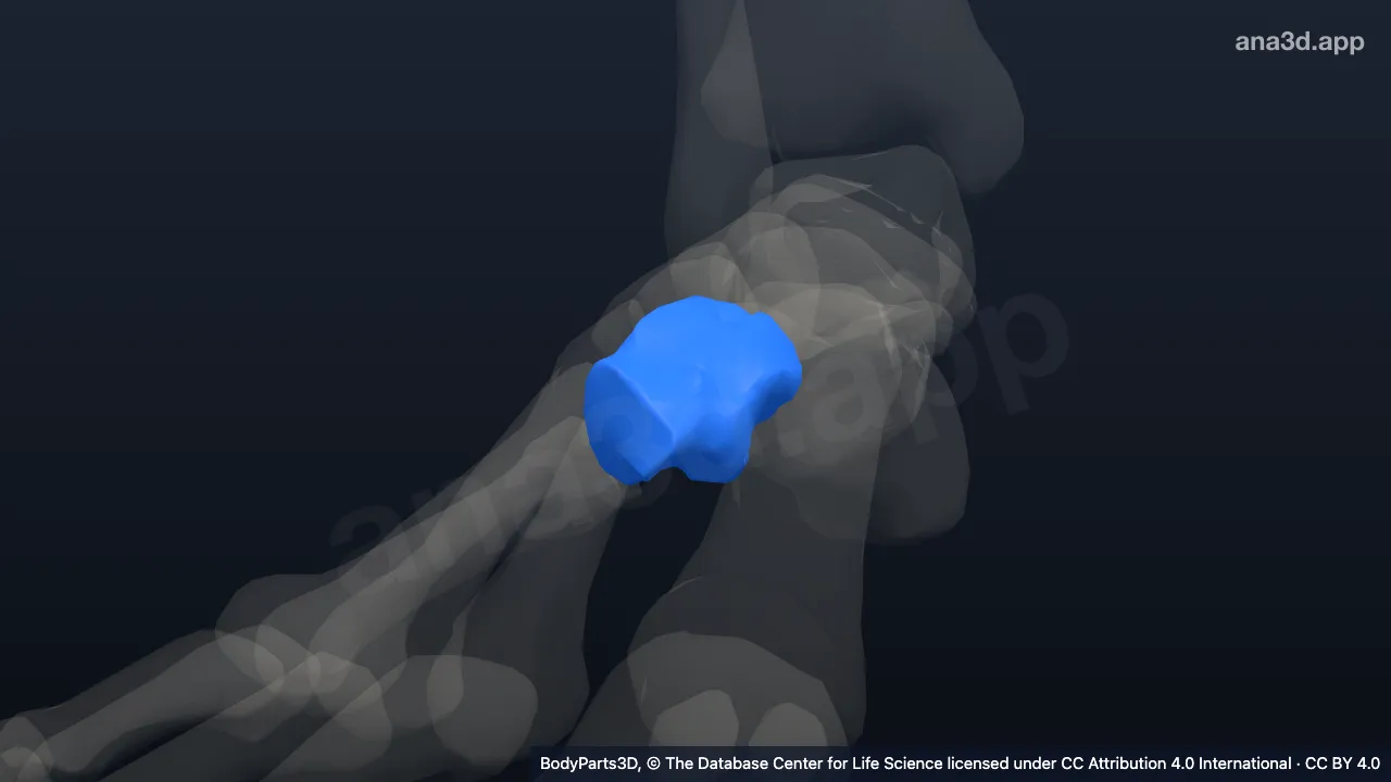 Modelo 3D: Hueso cuboides derecho