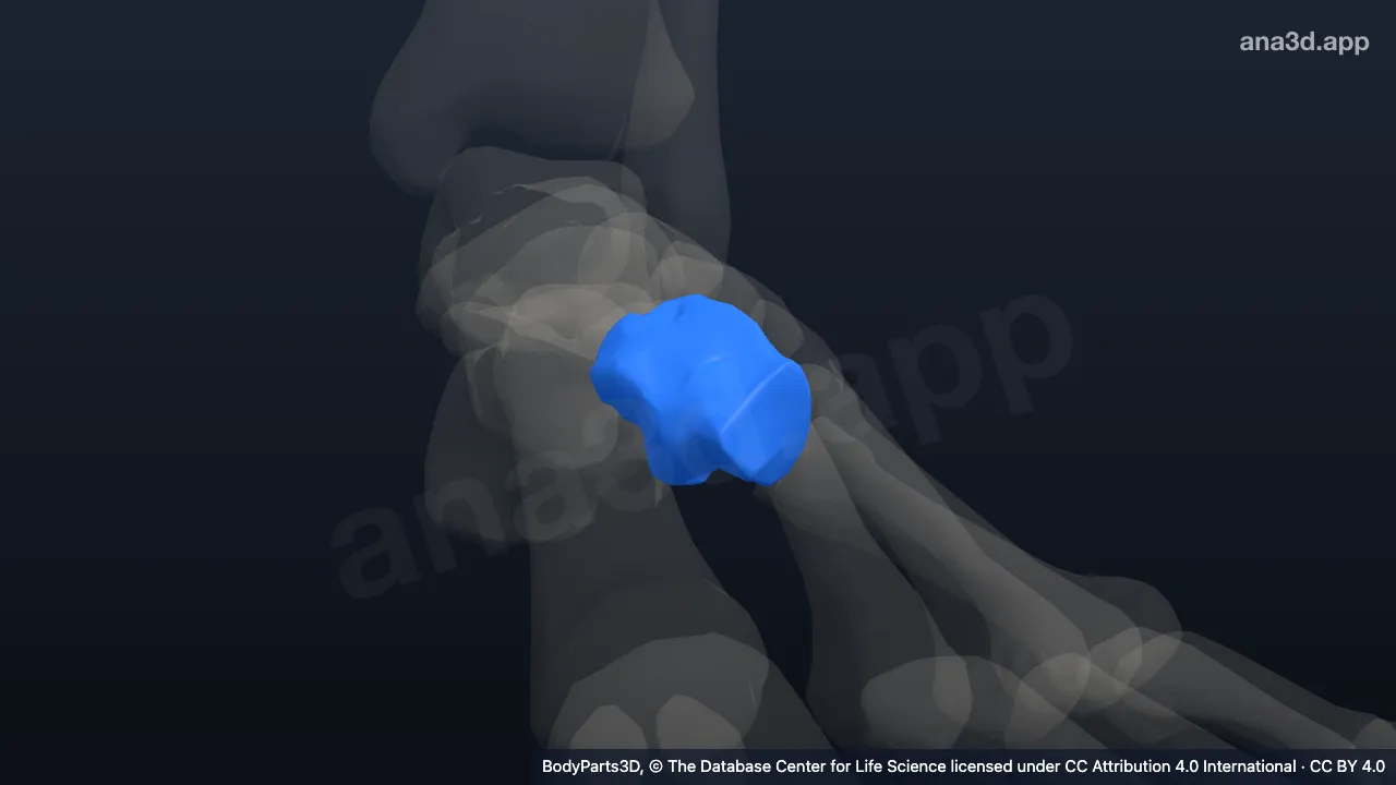 Modelo 3D: Osso cuboide esquerdo