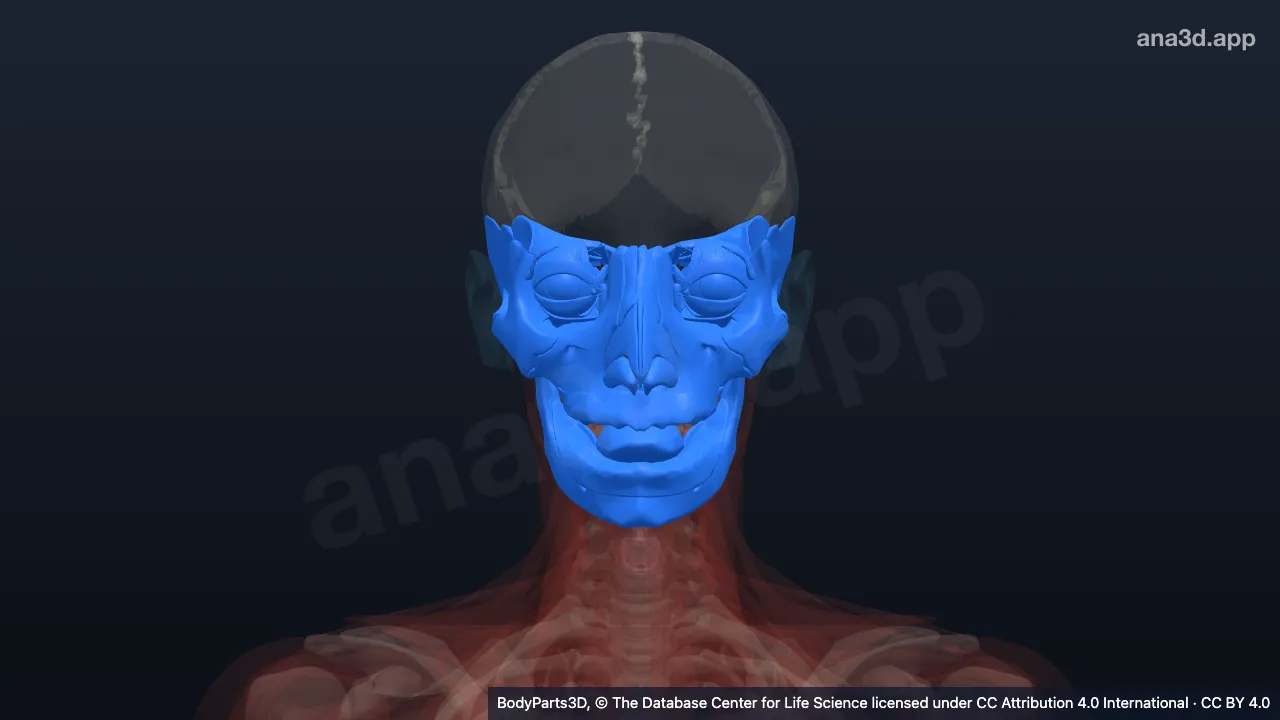 3D-Modell: Gesicht
