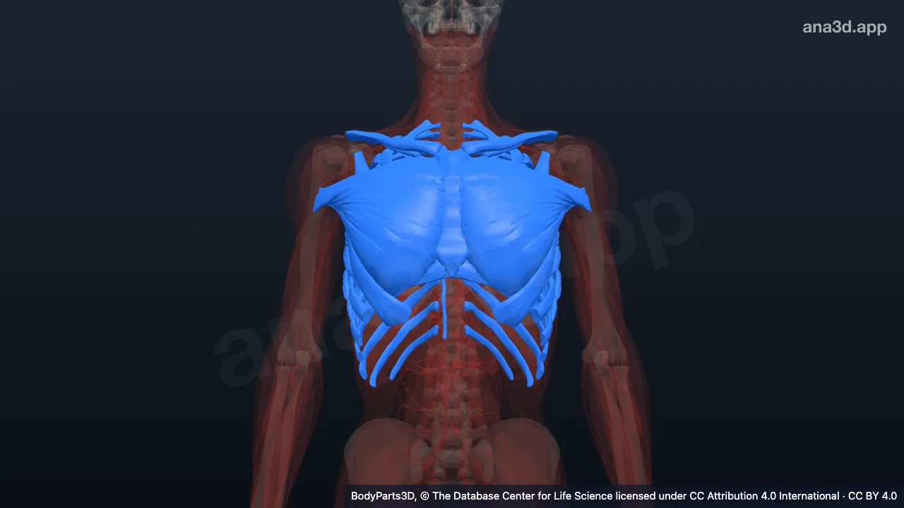 Modelo 3D: pecho