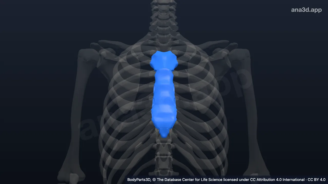 3D model: sternal part of chest