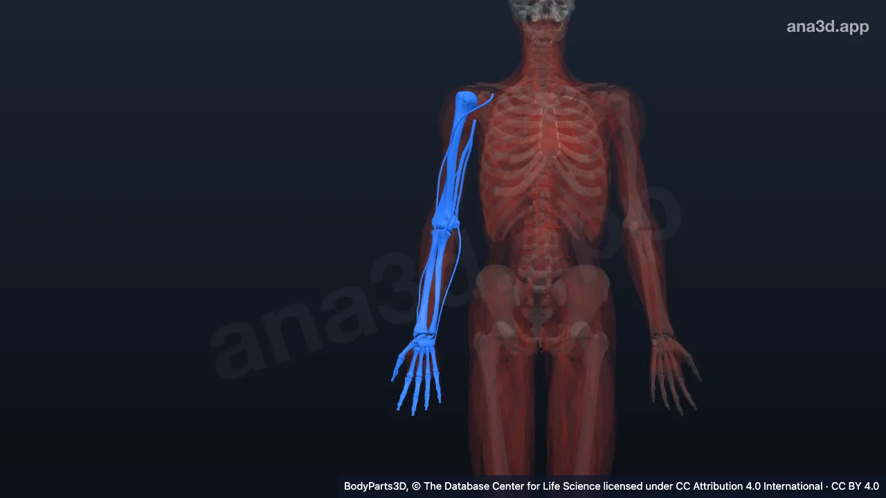 Modèle 3D : Membre supérieur libre droit