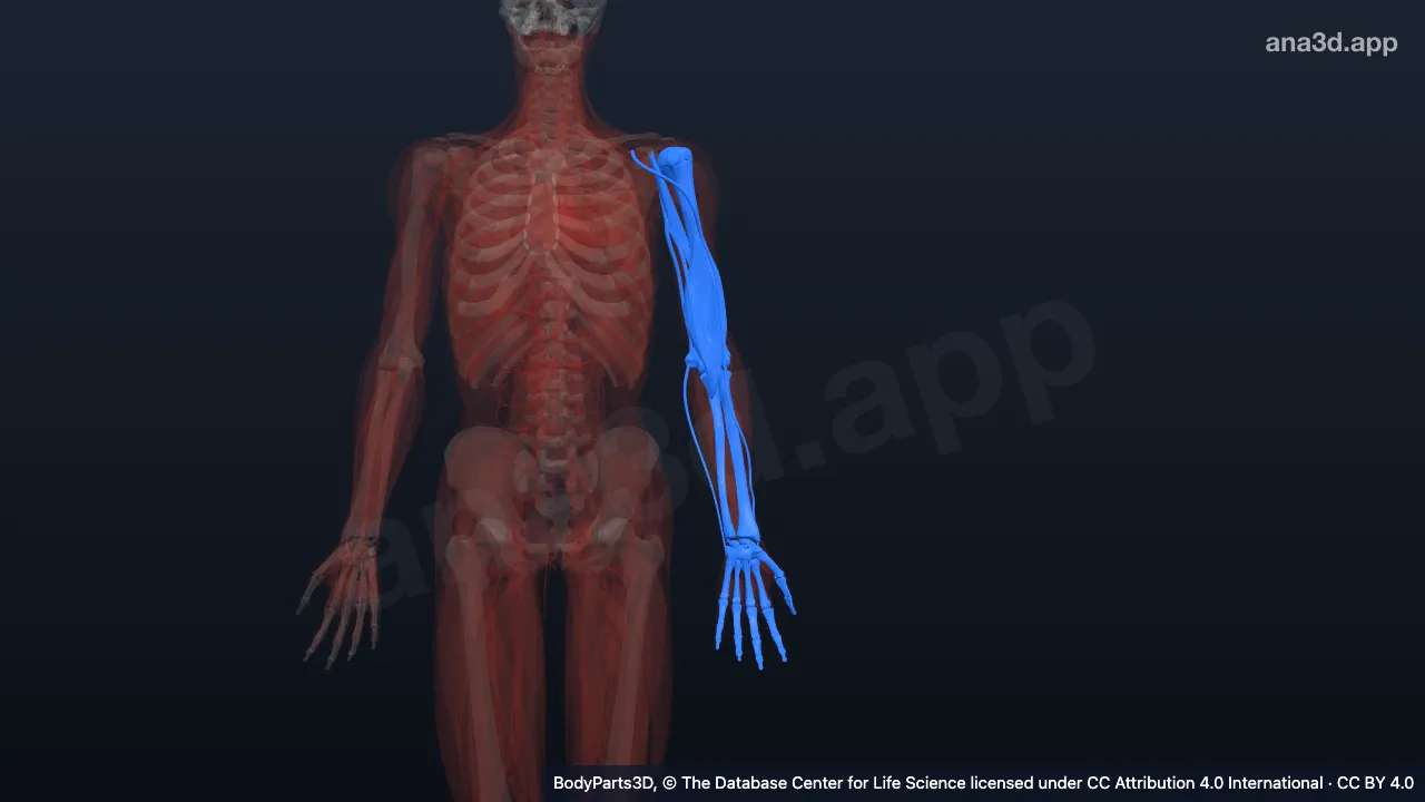 Modelo 3D: Miembro superior libre izquierdo