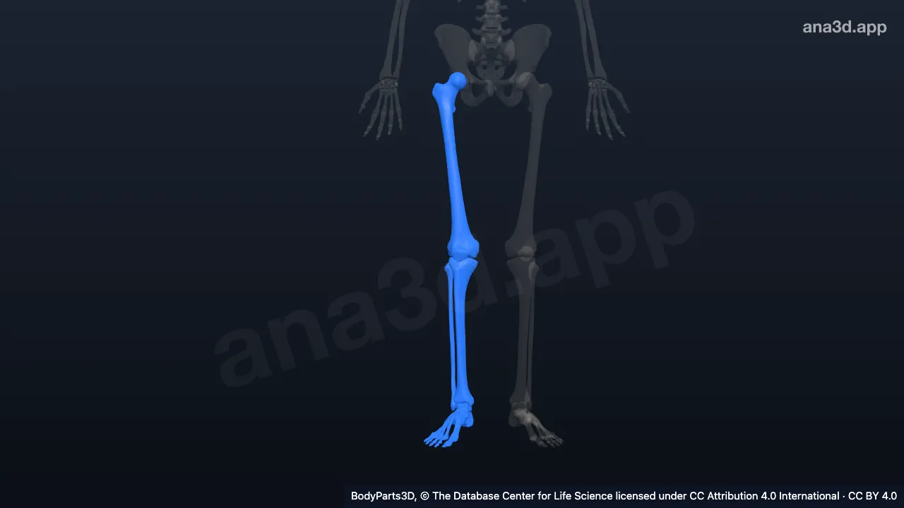 3D model: right free lower limb