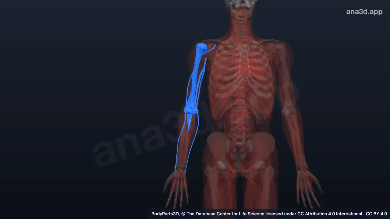 3D model: right arm