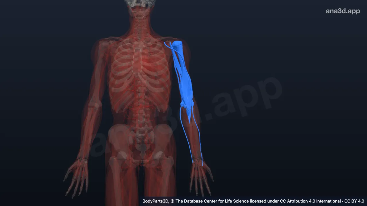 3D model: left arm