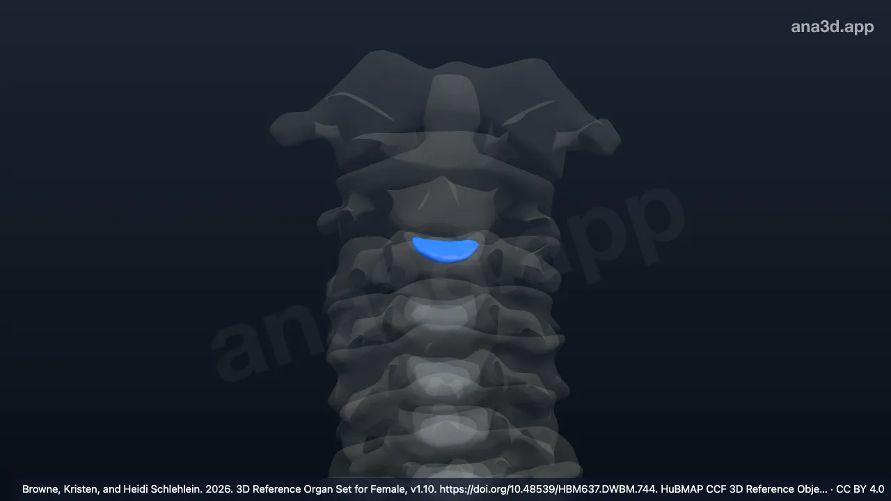 Model 3D: Nukleus pulposus diskus intervertebralis aksis