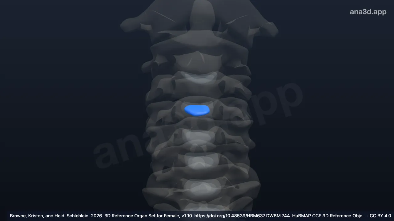 Model 3D: Nukleus pulposus diskus intervertebralis vertebra servikalis ke-3