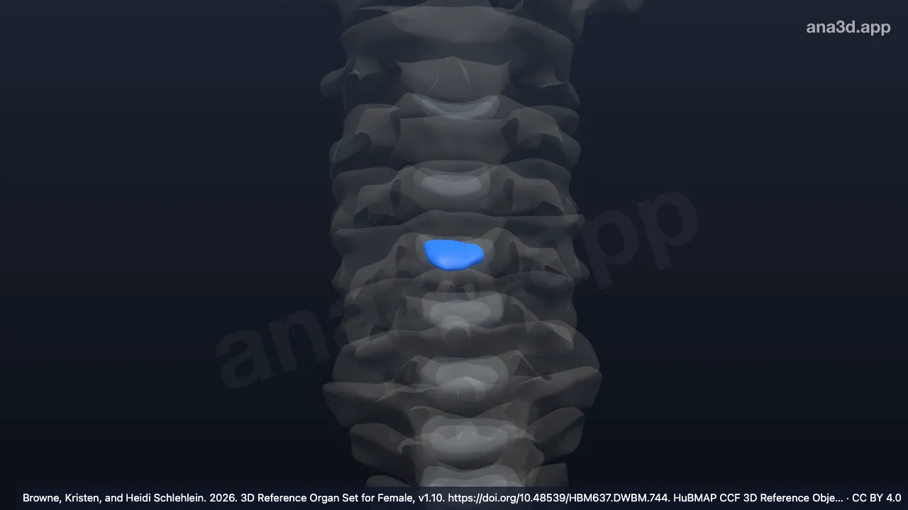 Model 3D: Nukleus pulposus diskus intervertebralis vertebra servikalis ke-4