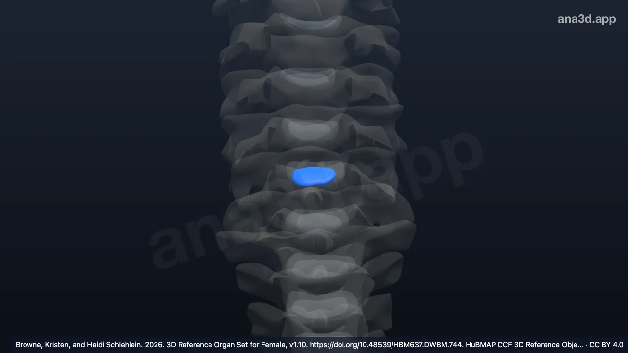 Modelo 3D: Núcleo pulposo do disco intervertebral da quinta vértebra cervical