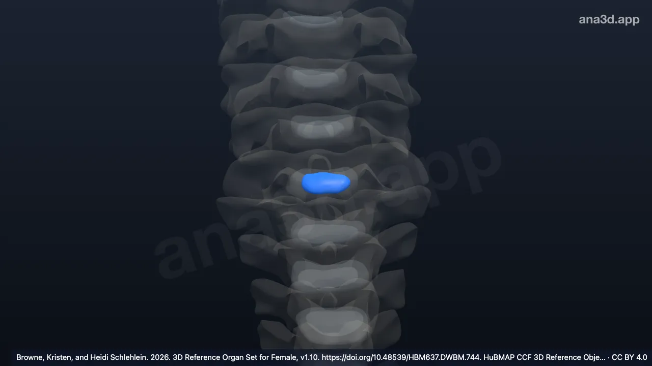 Model 3D: Nukleus pulposus diskus intervertebralis vertebra servikalis ke-6