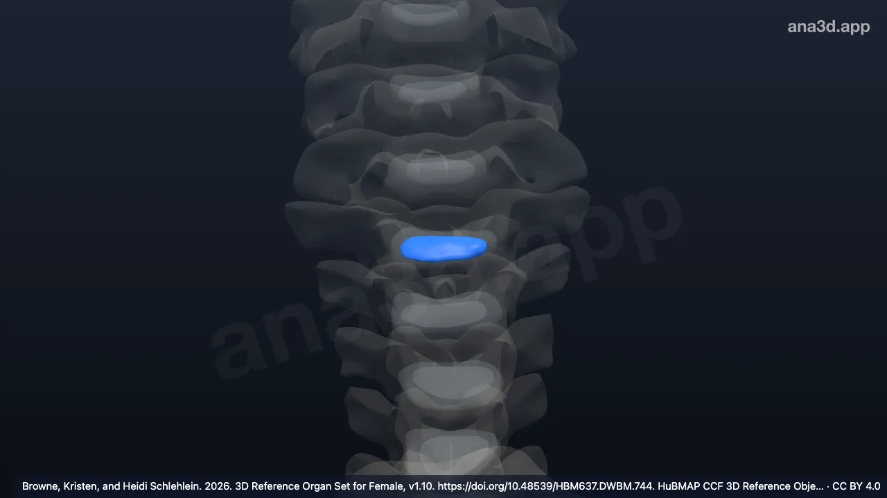 Model 3D: Nukleus pulposus diskus intervertebralis vertebra servikalis ke-7