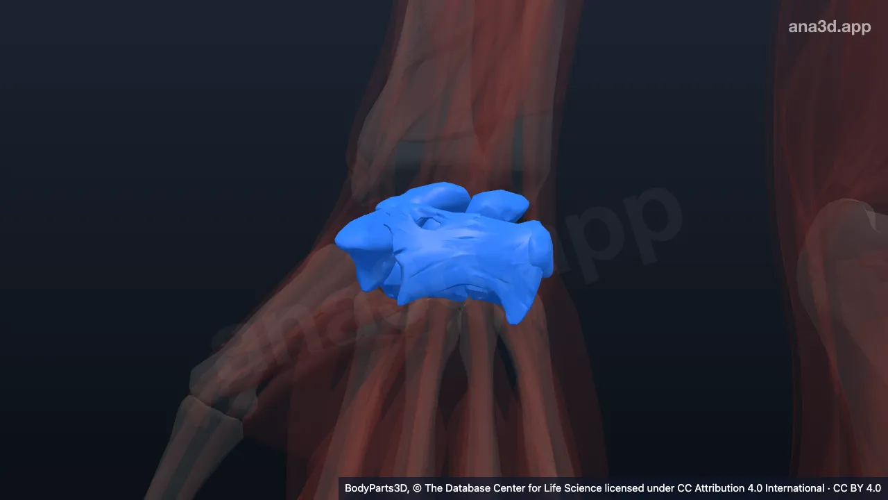 3D model: right wrist