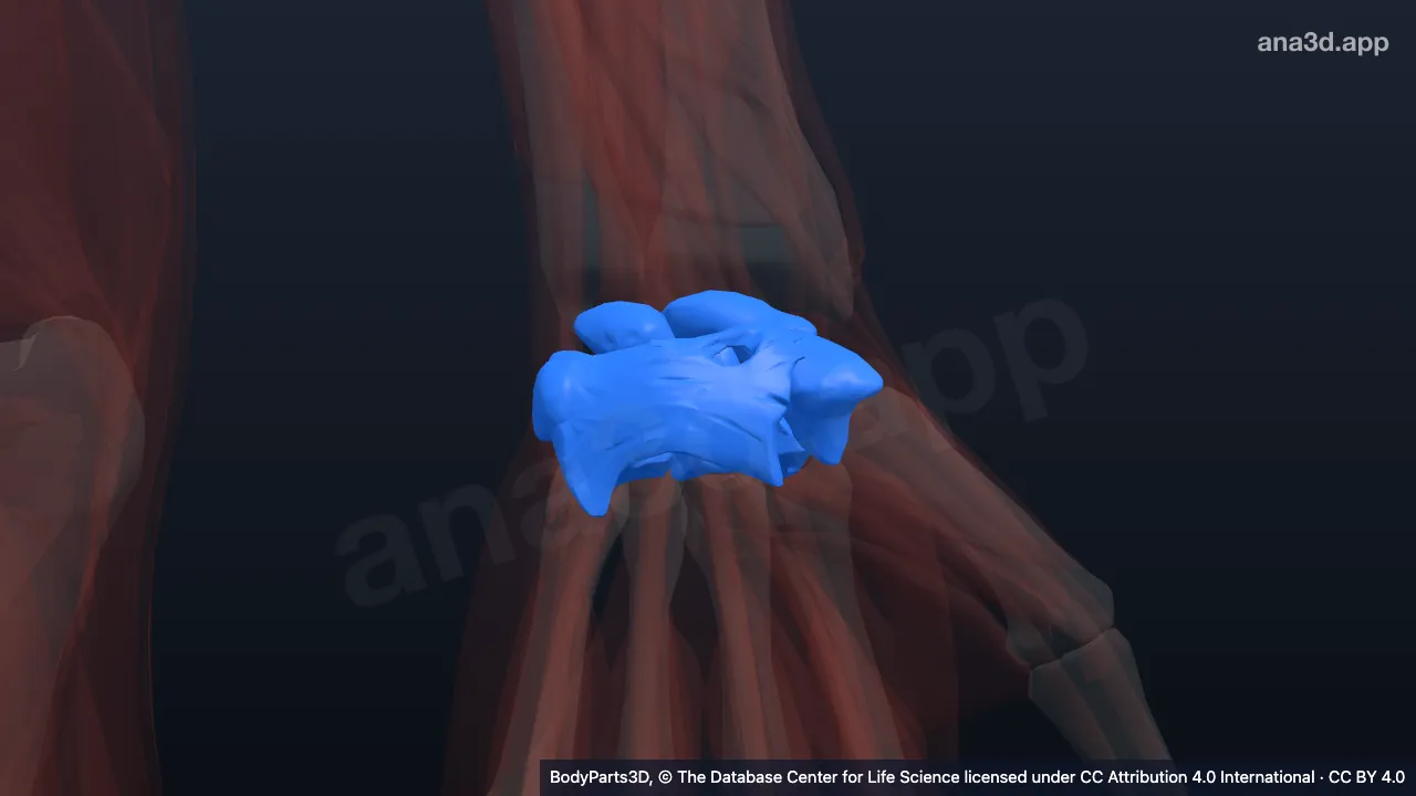 3D-Modell: Linkes Handgelenk