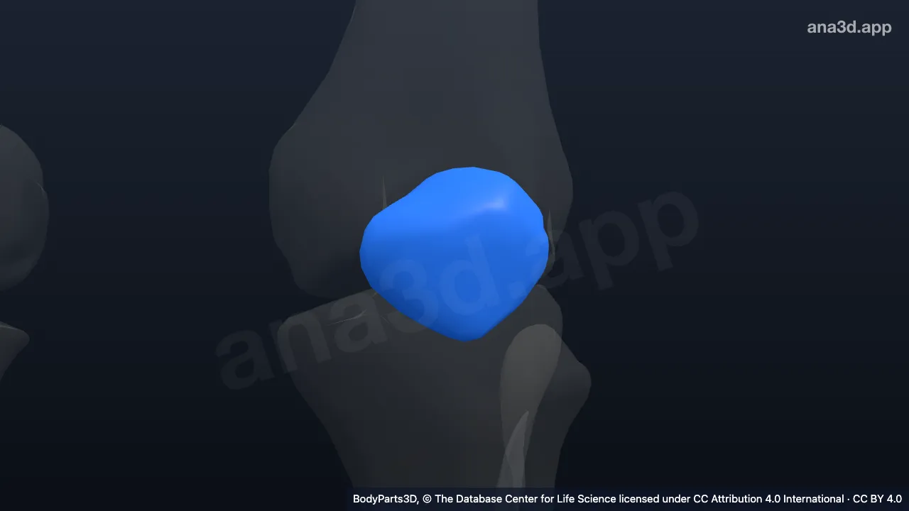 3D model: left knee