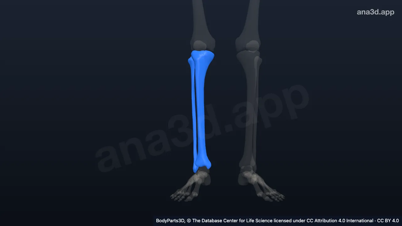 3D model: right leg