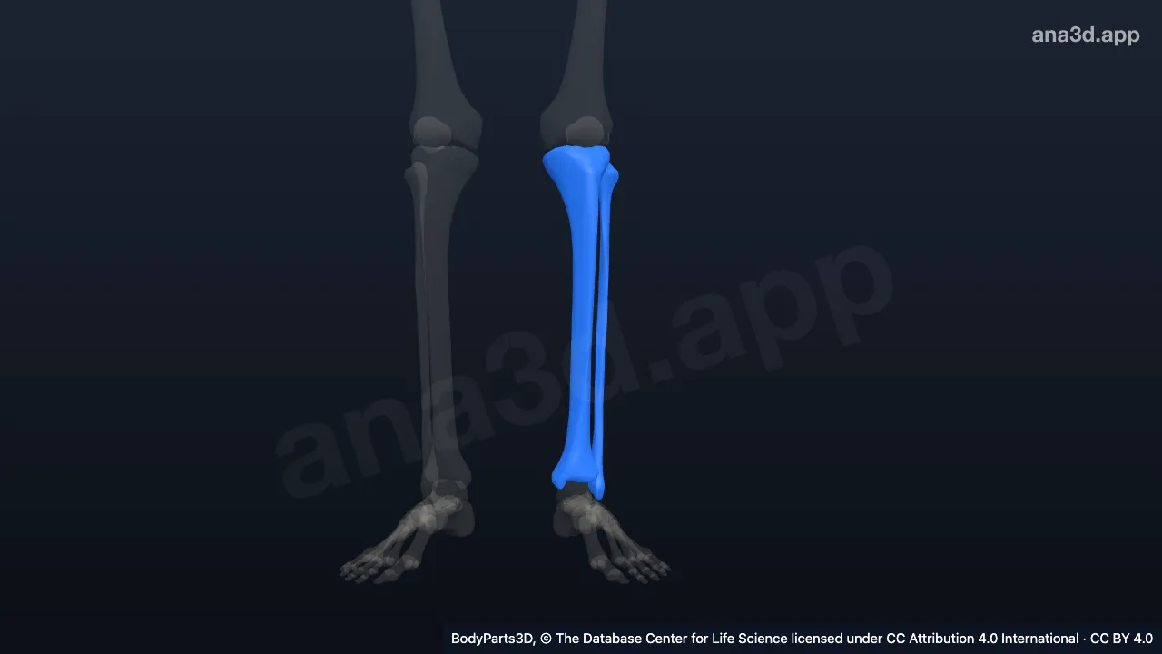 3D model: left leg