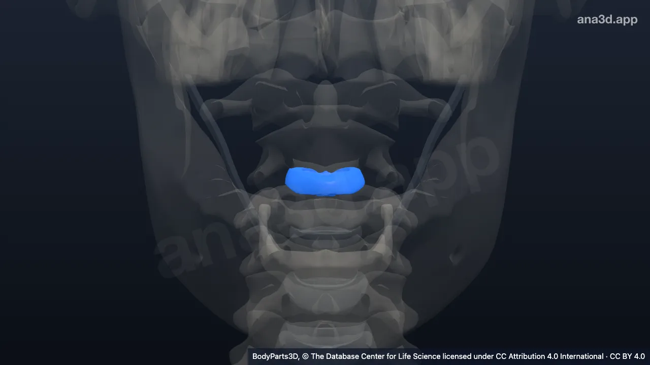 Modelo 3D: Disco intervertebral del axis