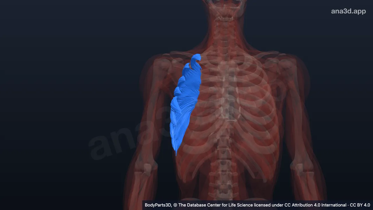 3D-Modell: Rechte seitliche Brustwand