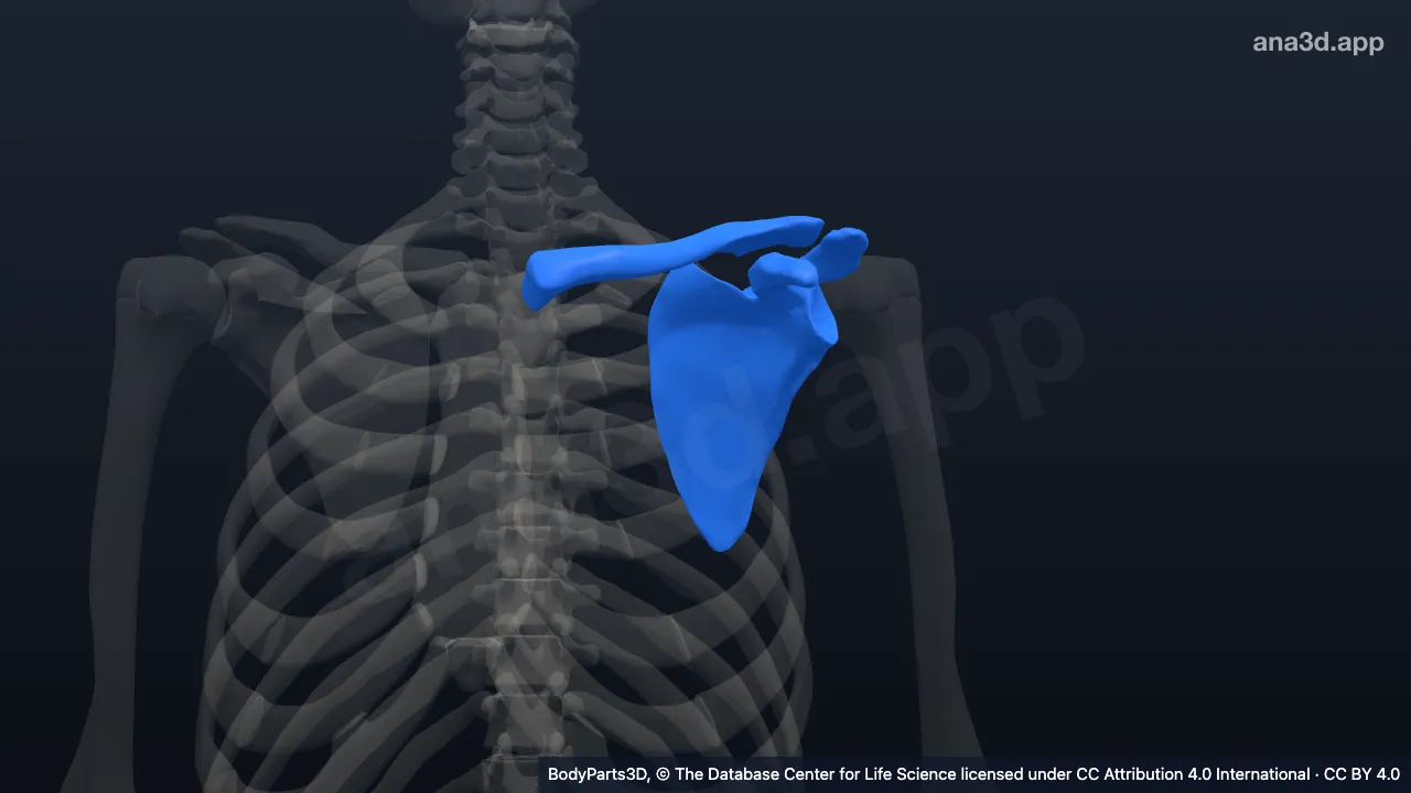 3D model: left bony pectoral girdle