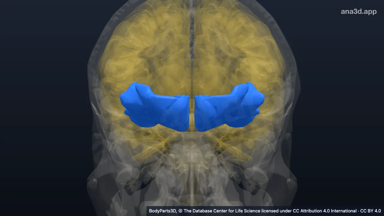 3D model: orbital gyrus