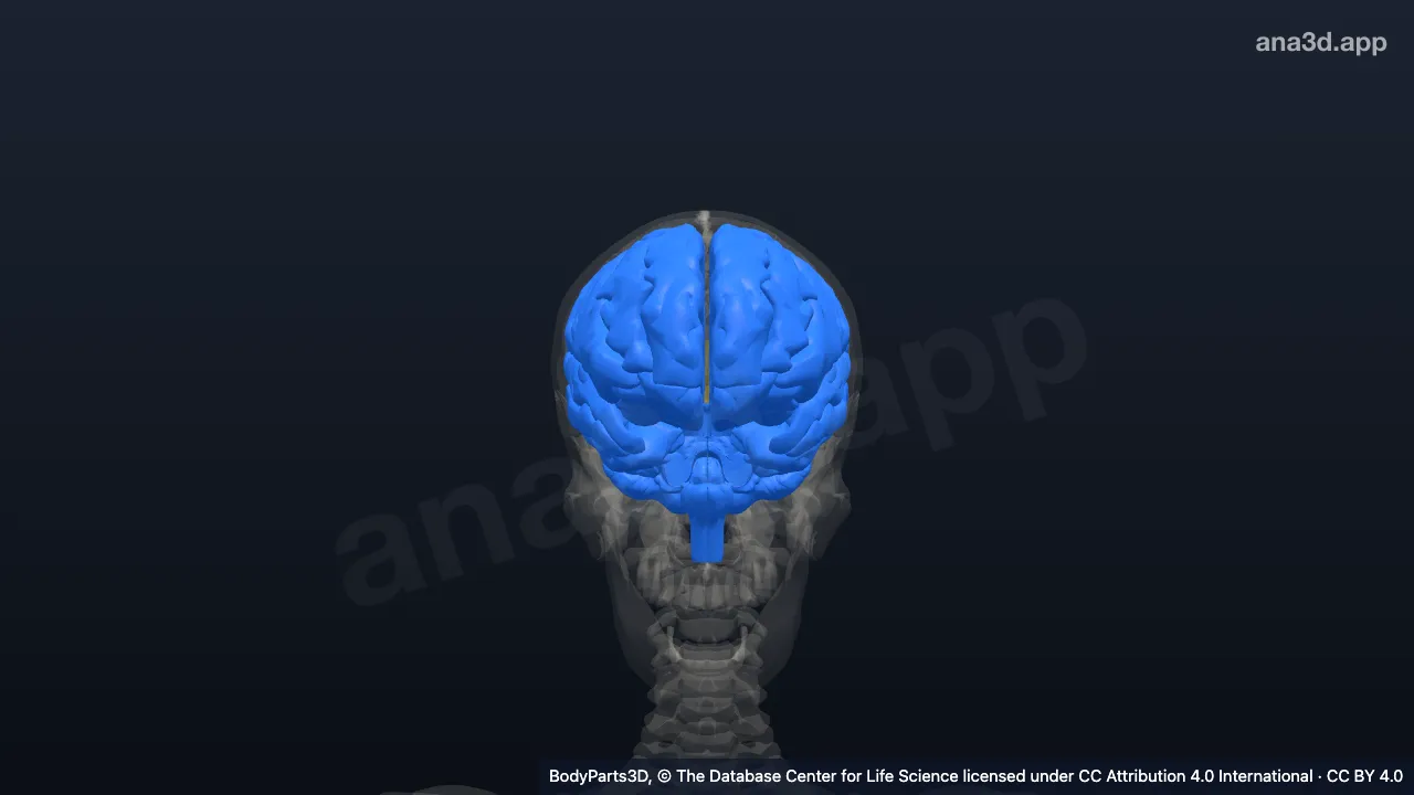 3D-Modell: Segment der Neuraxis
