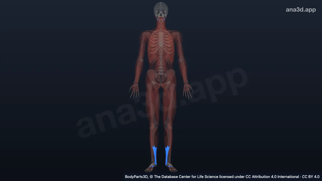 3D model: skeletal ligament