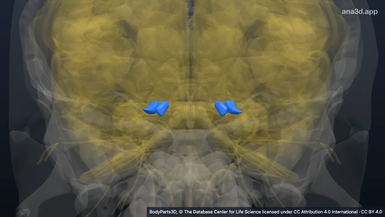 3D model: nucleus of thalamus