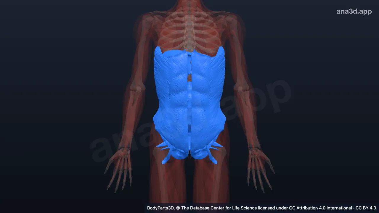 3D model: wall of abdomen