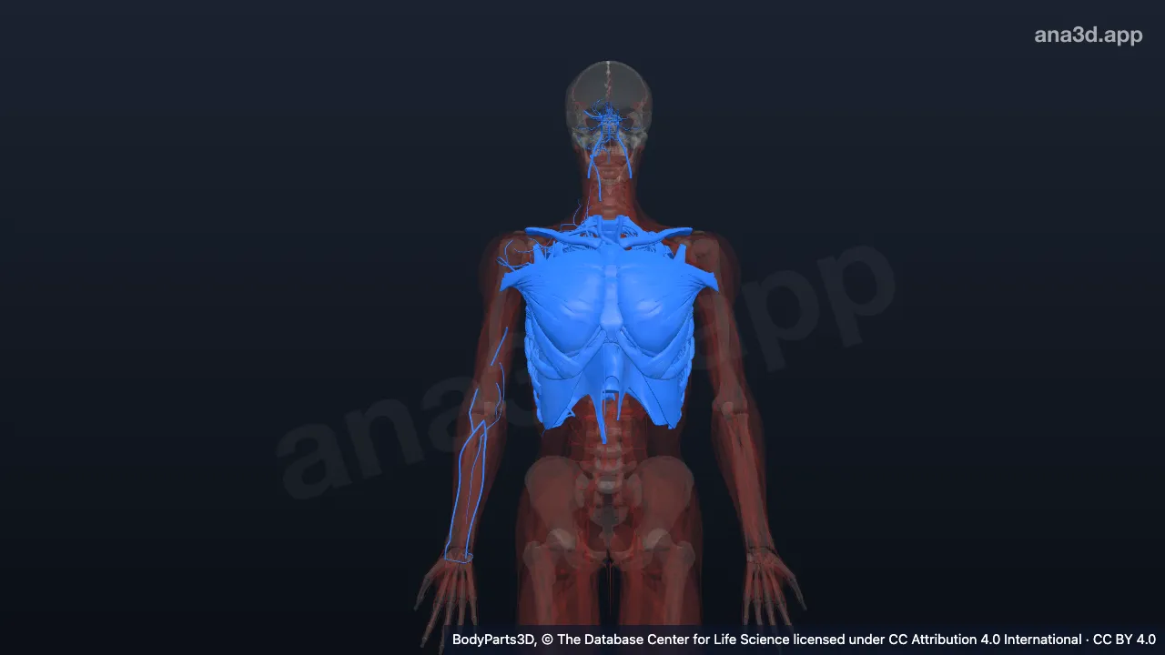 3D model: thoracic segment of trunk