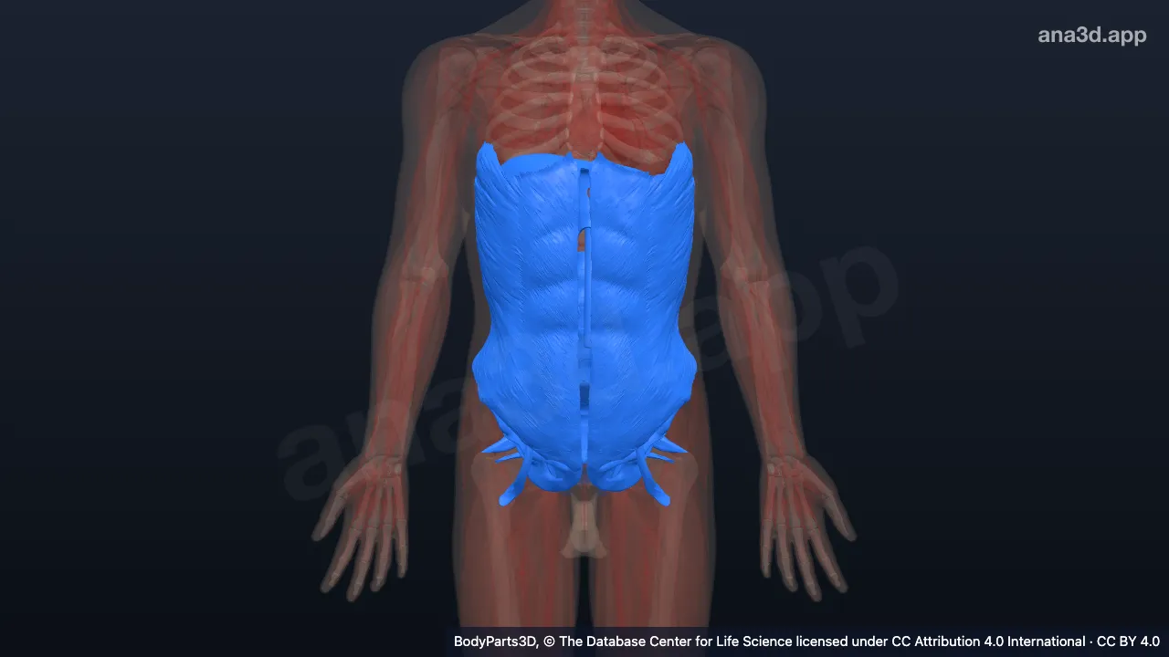 3D-Modell: Bauchsegment des Rumpfes