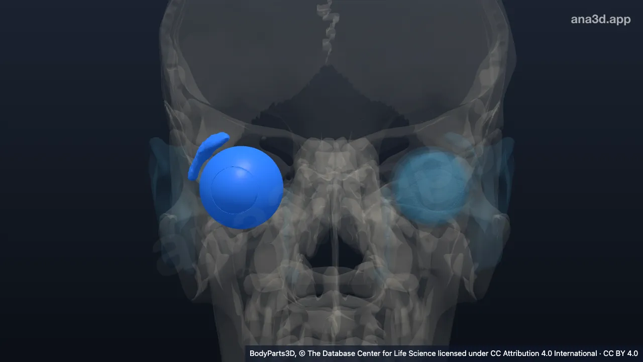Modelo 3D: Conteúdo orbital direito