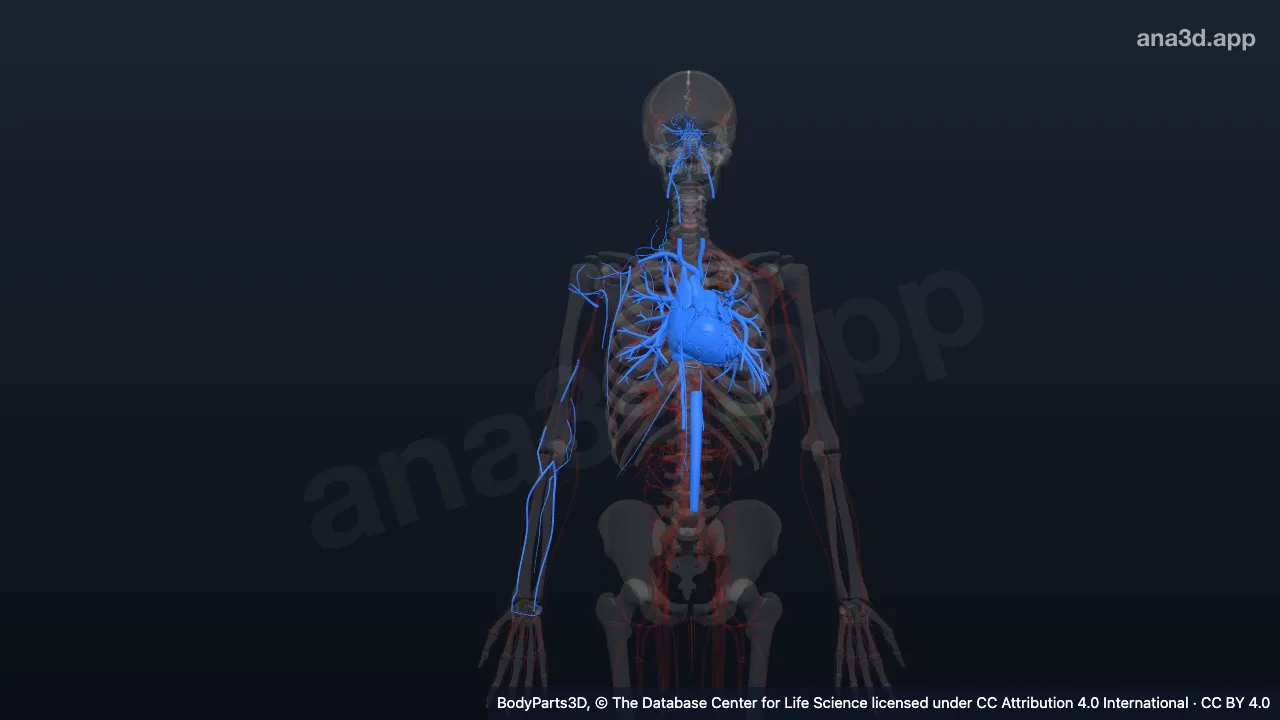 3D model: body cavity content